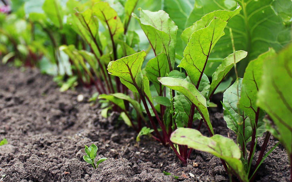 beet plant