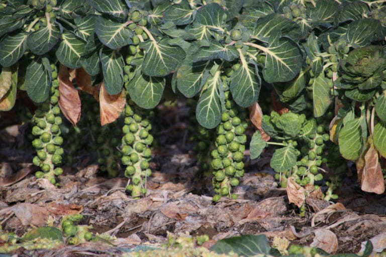 Here is the BEST Time to Harvest Brussel Sprouts in Ohio (2023 Guide