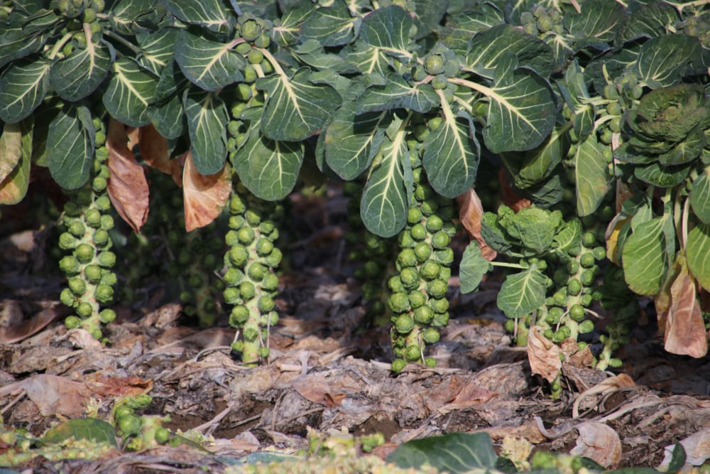 brussel sprouts