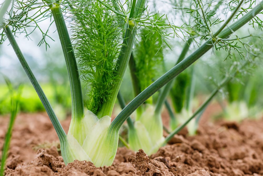 fennel