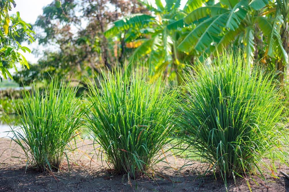 lemon grass growing