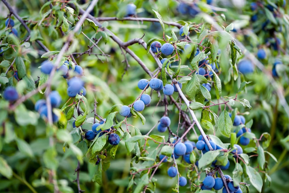 bluejay blueberry