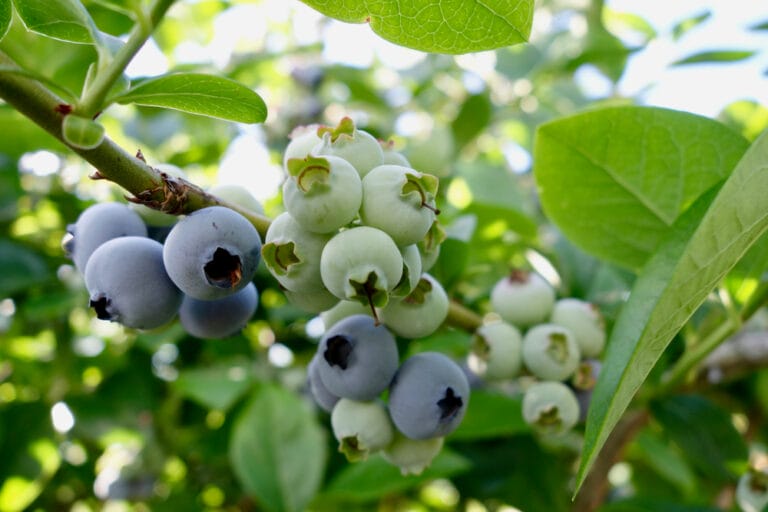 10 Best Blueberries to Grow in Ohio (2023 Guide) The Gardening Dad