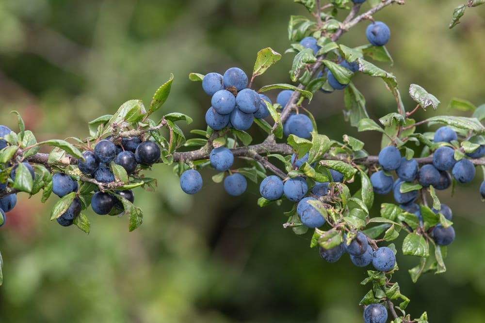 patriot blueberry