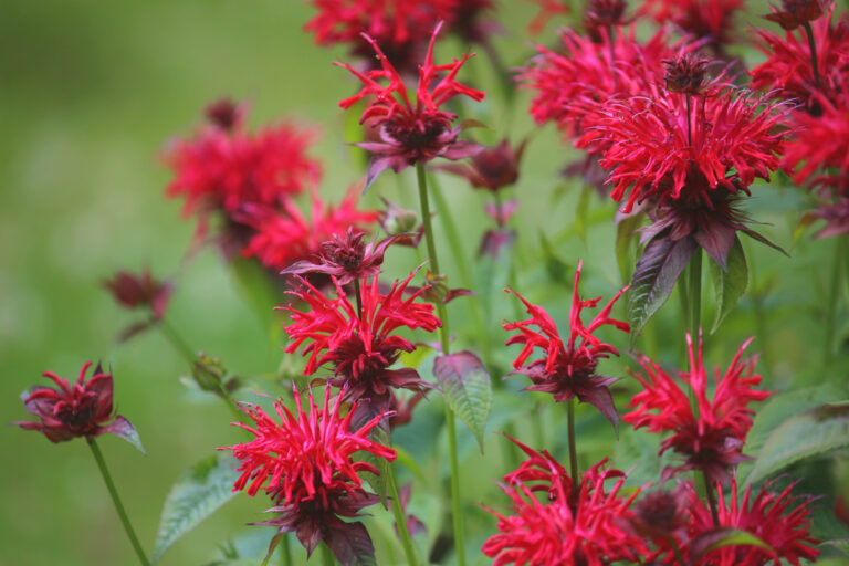 10 Native Wisconsin Perennial Flowers 2023 Guide The Gardening Dad