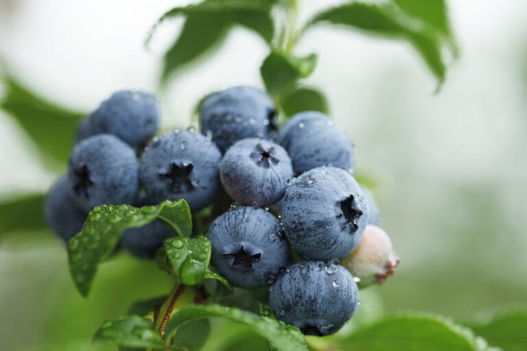 10 BEST Blueberries to Grow in Virginia (2023 Guide) The Gardening Dad