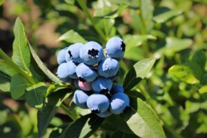 bluecrop blueberries