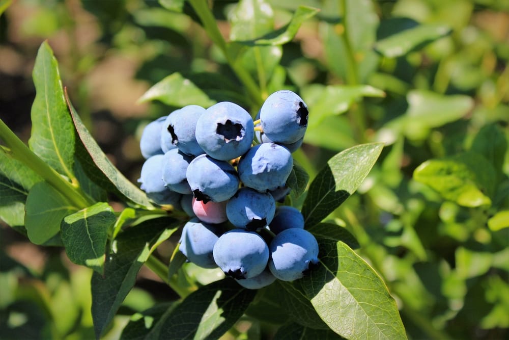 10 Best Blueberries To Grow In Minnesota 2023 Guide The Gardening Dad