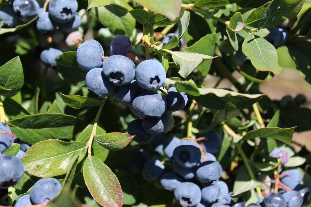 blueray blueberry