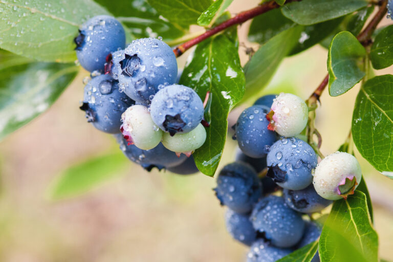 10 BEST Blueberries To Grow In North Carolina (2023 Guide) - The ...