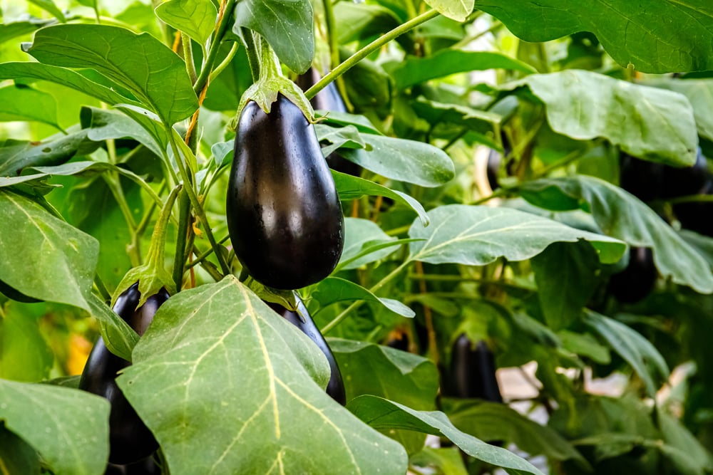 eggplant growing