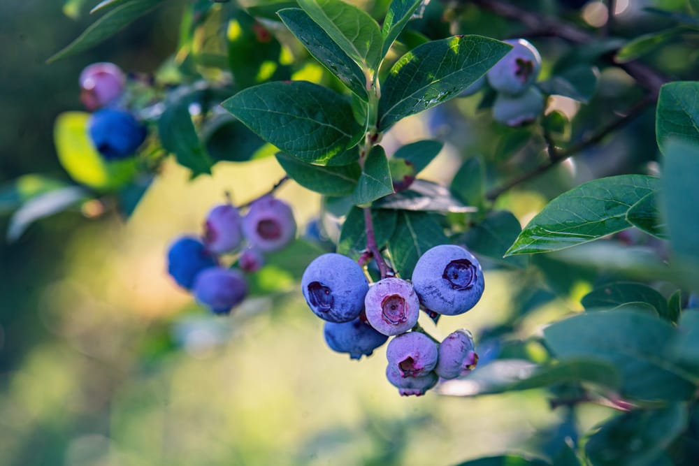 highbush blueberry