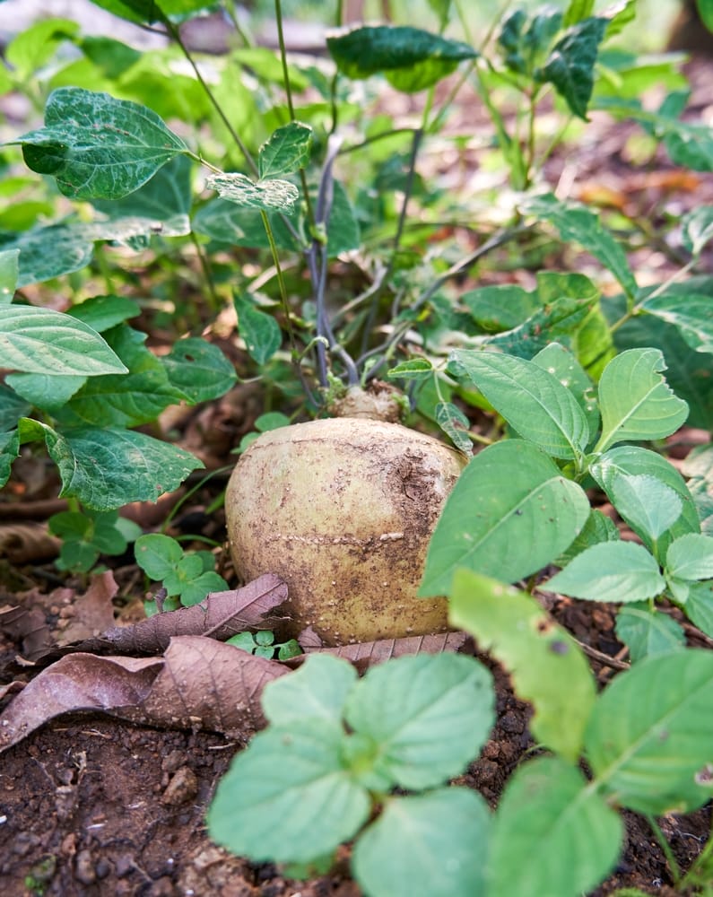 jicama