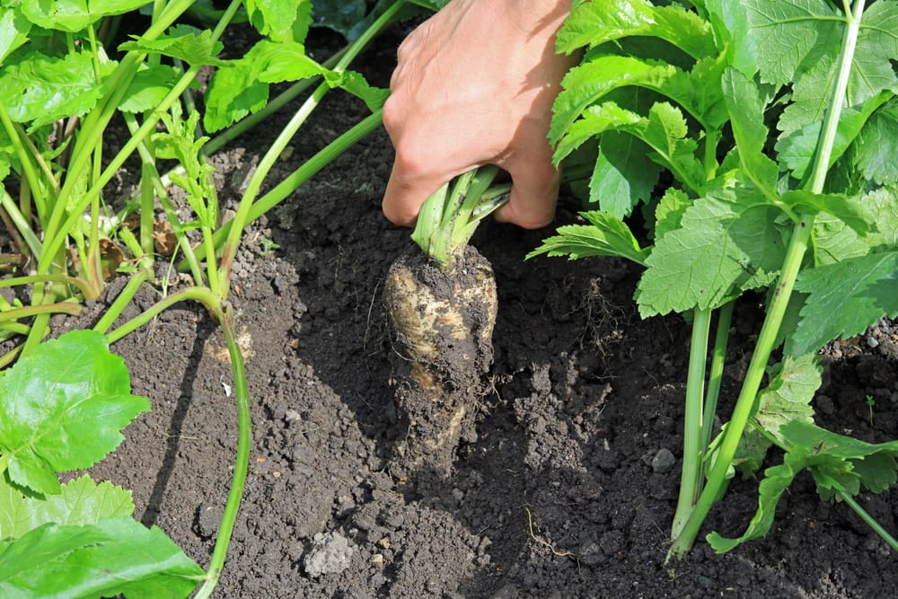 parsnip growing