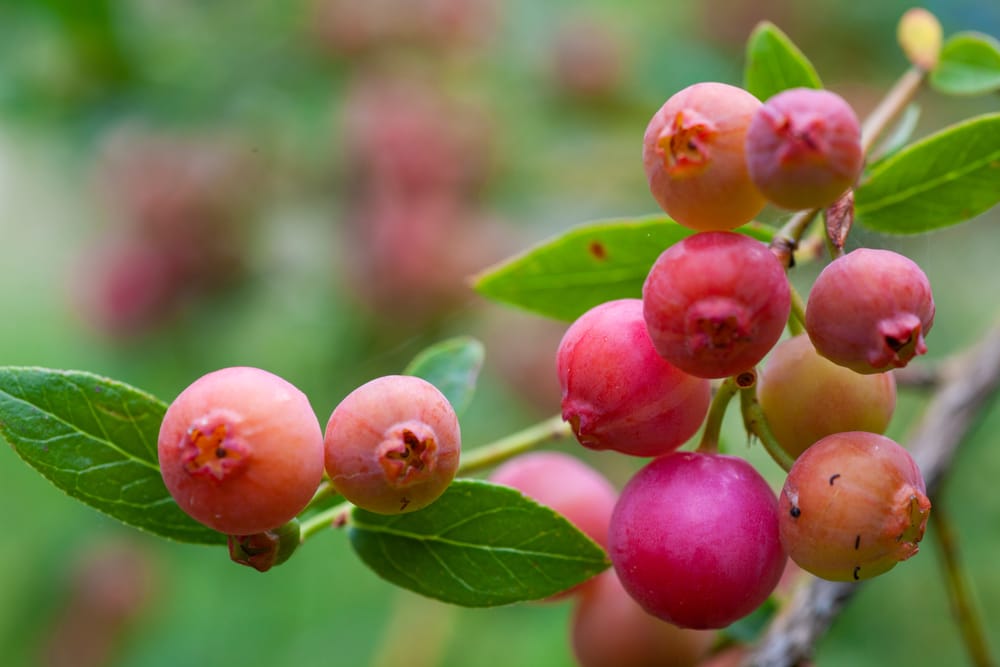 pink lemonade blueberry