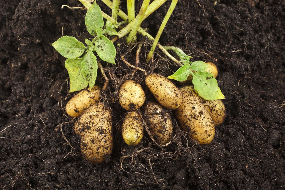 potatoes growing