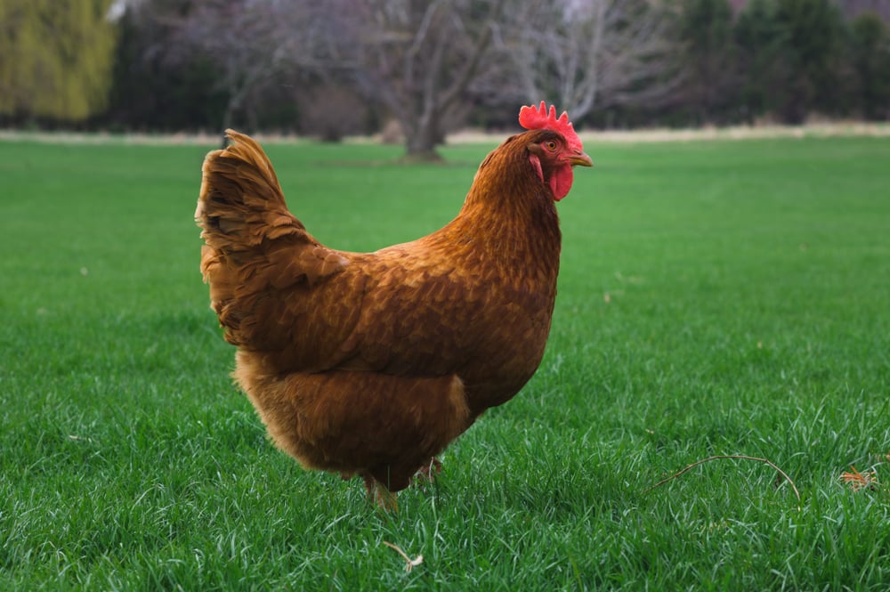 10 BEST Chicken Breeds for Backyards (2023 Guide)