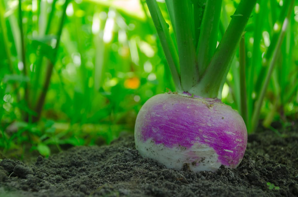 turnips growing