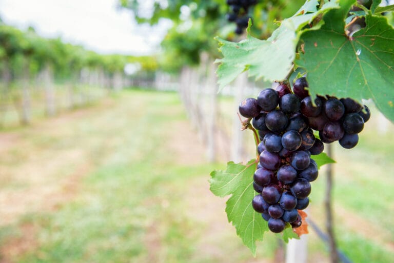 10 BEST Grapes to Grow in Alabama (2023 Guide) The Gardening Dad