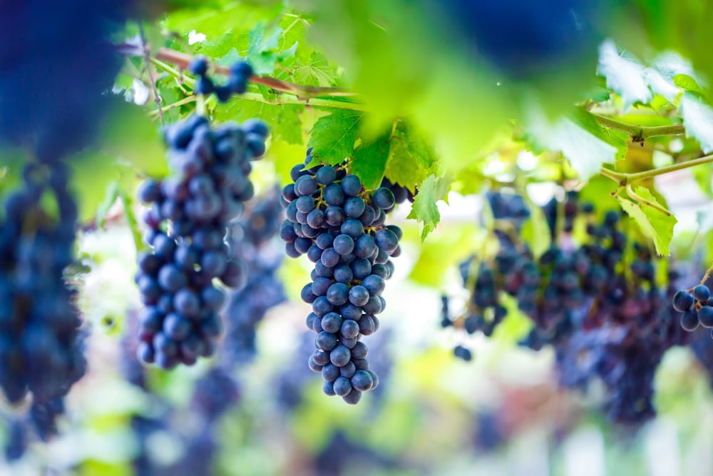 Marquette Grape Vines