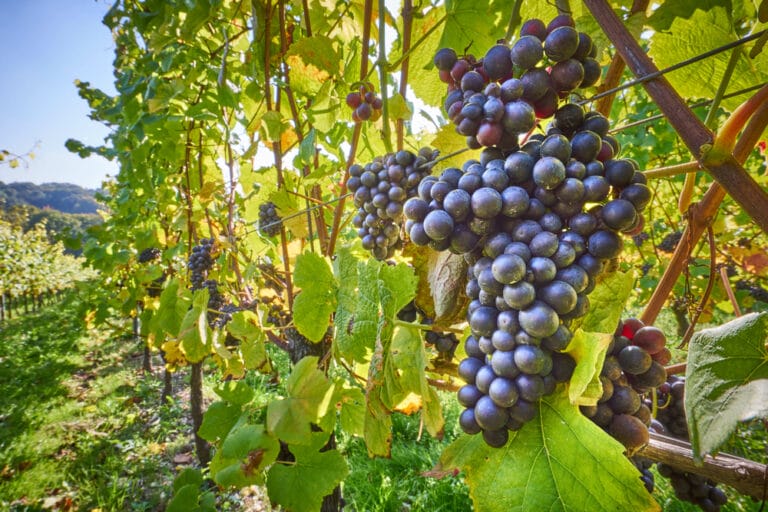Best Wine Grapes To Grow In Alabama at Daniel Cutler blog