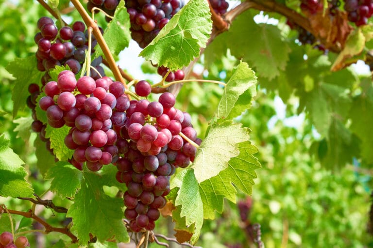 10 BEST Grapes to Grow in Louisiana (2023 Guide) The Gardening Dad