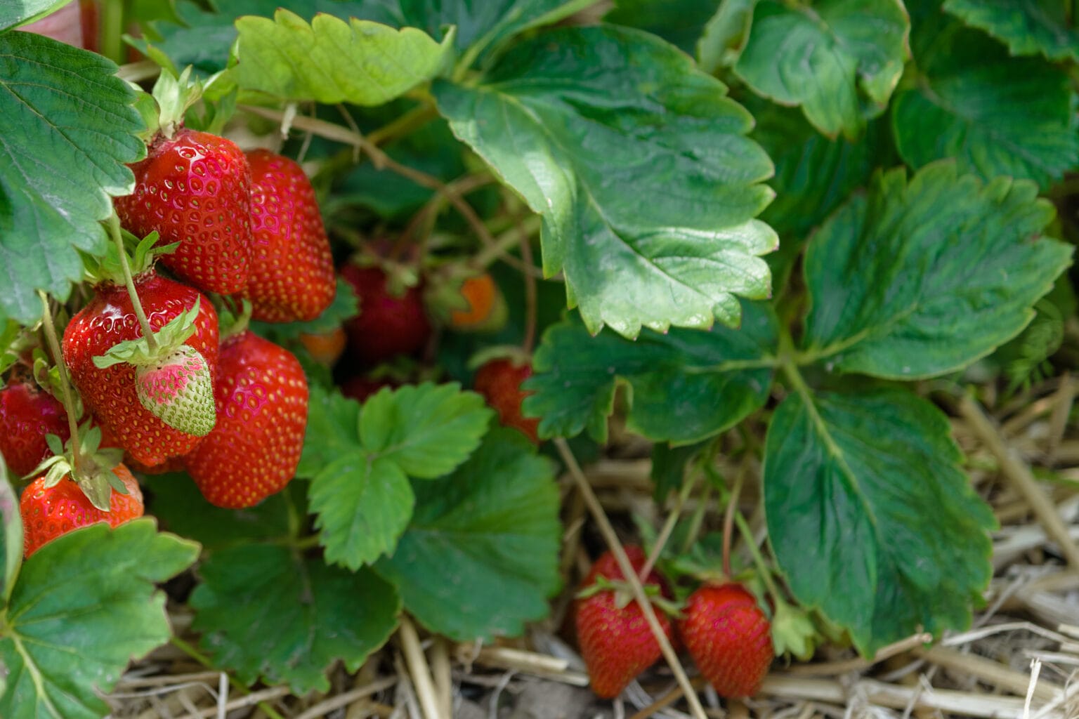 10 BEST Strawberries to Grow in Ohio (2023 Guide) The Gardening Dad