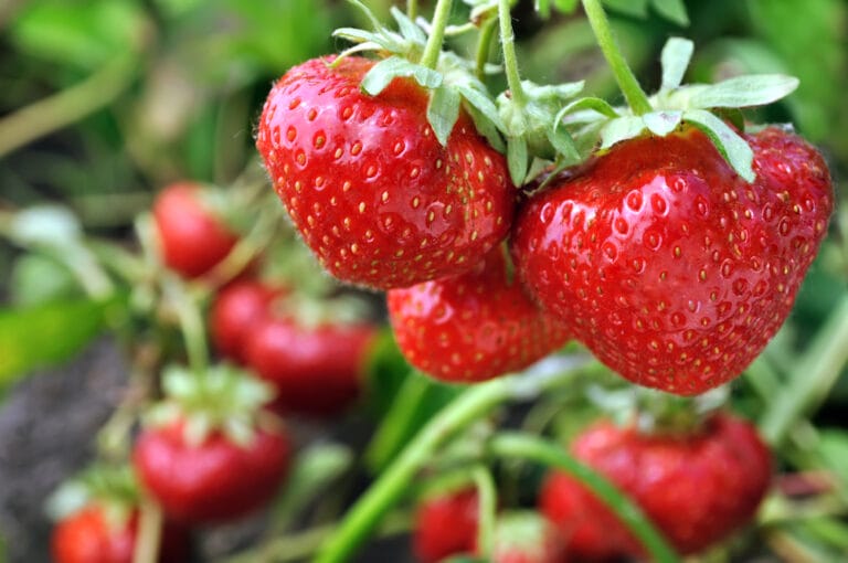 10 BEST Strawberries to Grow in Ohio (2023 Guide) The Gardening Dad