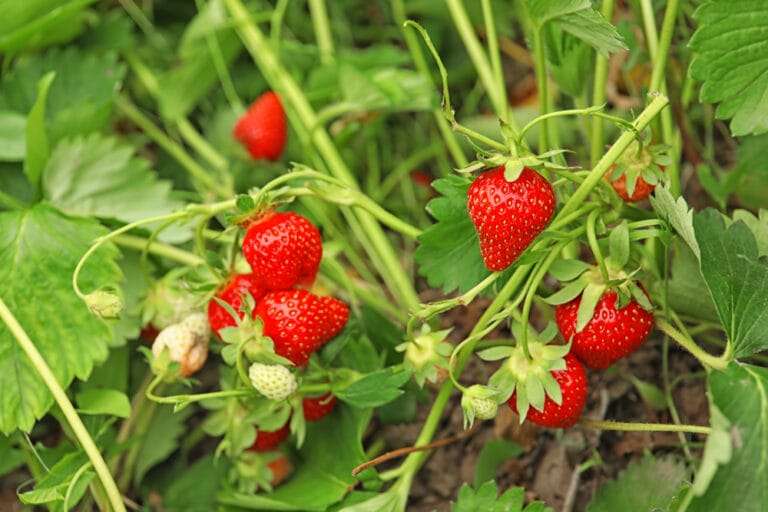 10 BEST Strawberries to Grow in Ohio (2023 Guide) The Gardening Dad