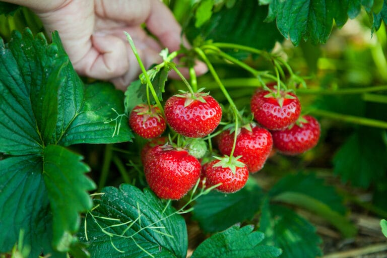 10 BEST Strawberries to Grow in Ohio (2023 Guide) The Gardening Dad
