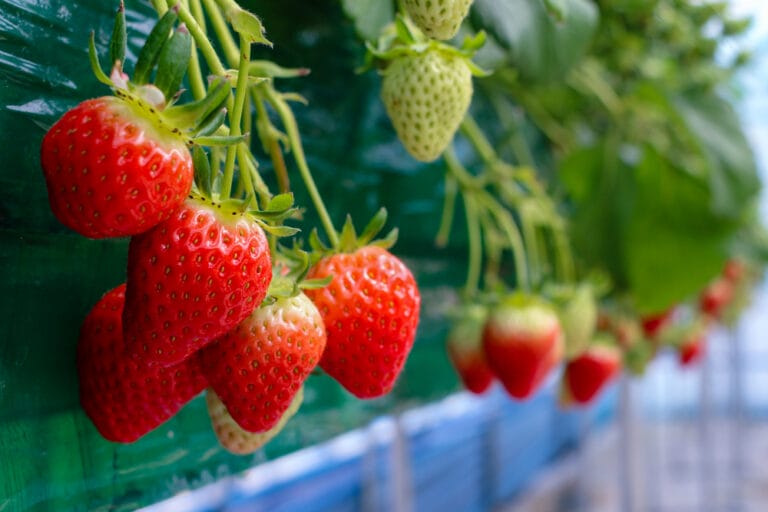 10 BEST Berries to Grow in Ohio (2023 Guide) The Gardening Dad