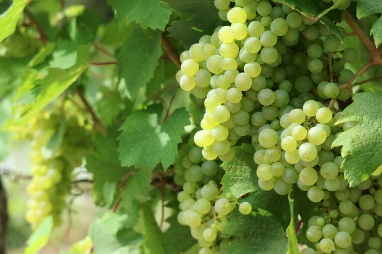 10 BEST Grapes to Grow in Alabama (2023 Guide) The Gardening Dad