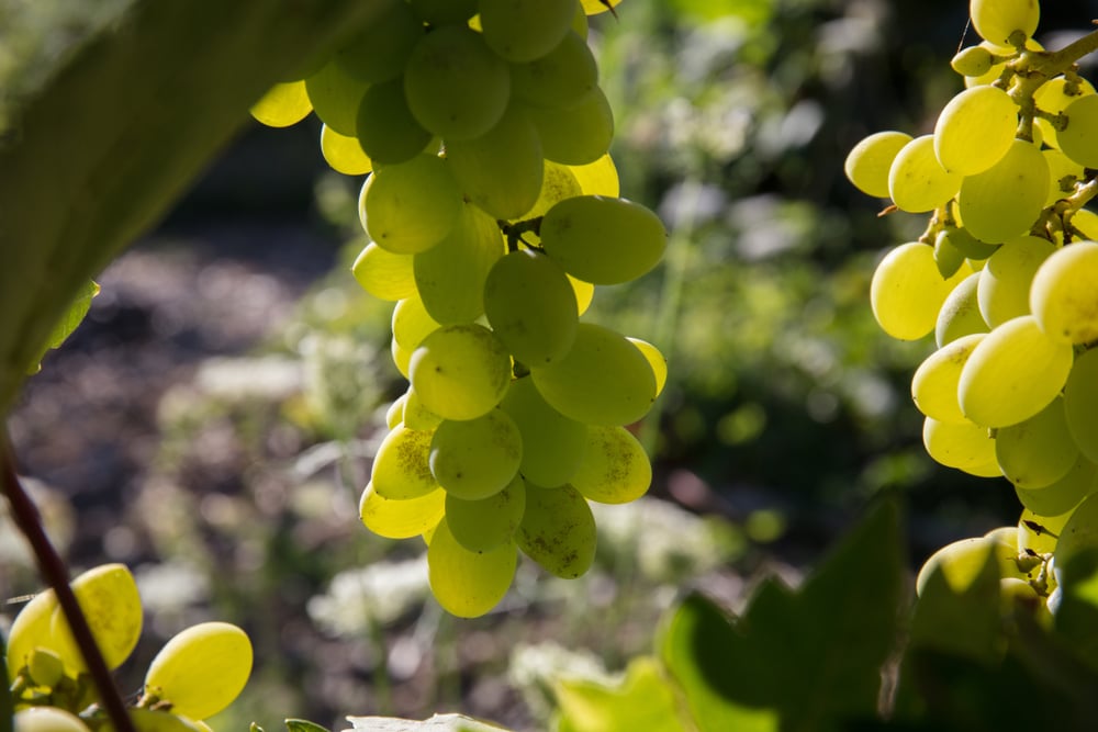 neptune grapes