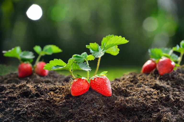 10 BEST Strawberries to Grow in Ohio (2023 Guide) The Gardening Dad