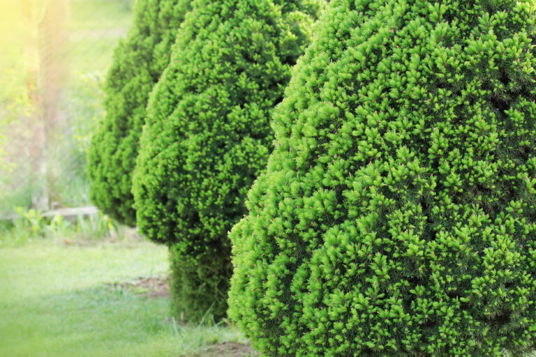 10 BEST Dwarf Shrubs for Ohio (2023 Guide) - The Gardening Dad