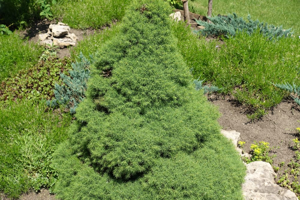 dwarf alberta spruce