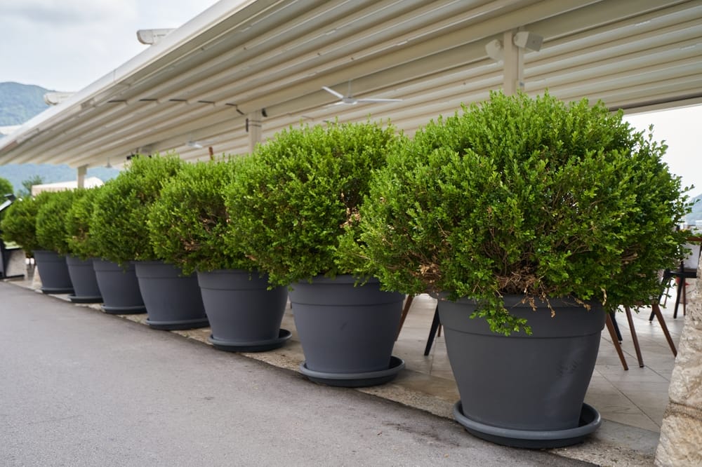 boxwood shrub