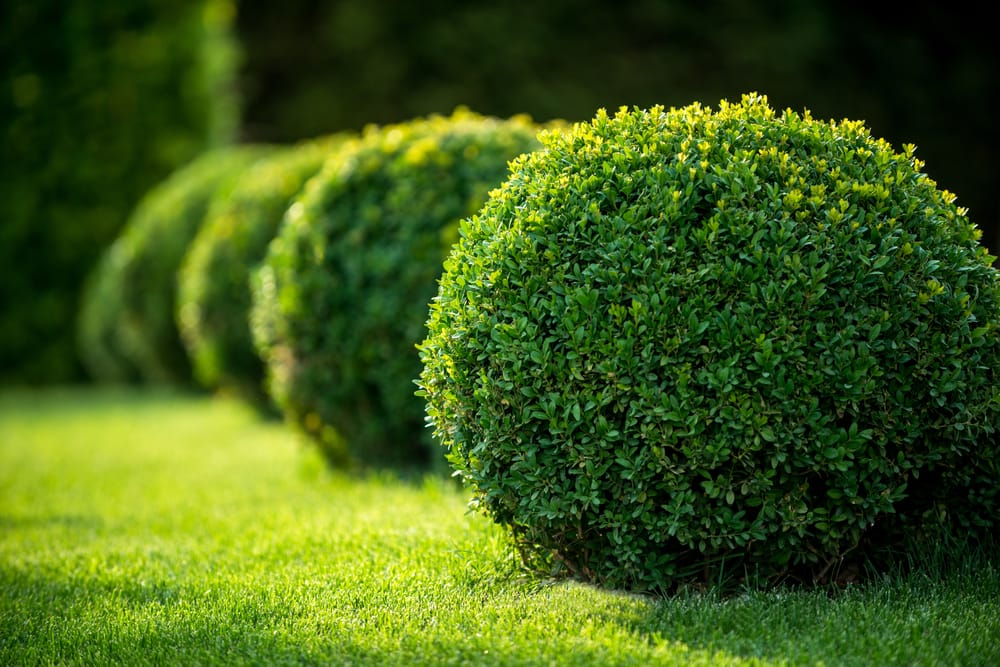 boxwood