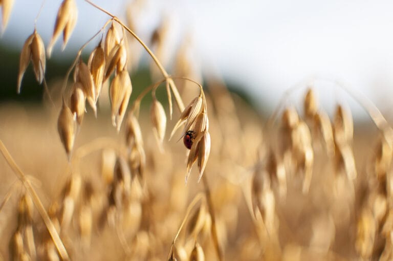 10 BEST Cash Crops to Grow in Arkansas (2022 Guide)