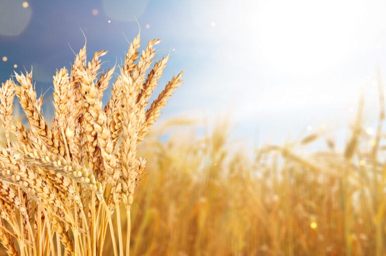 10 BEST Cash Crops to Grow in Arkansas (2022 Guide)