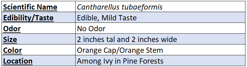 Chanterelle Mushroom Data