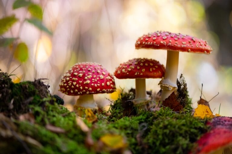 10 Most Poisonous Ohio Mushrooms (2023 Guide) The Gardening Dad