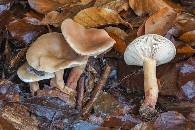 10 MOST Common White Mushrooms in Ohio (2023 Guide) The Gardening Dad