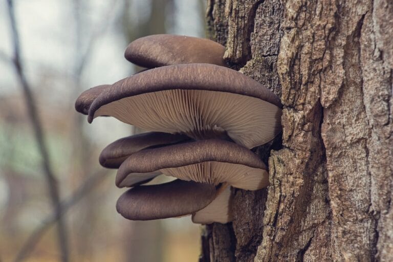 10 BEST Edible Fall Mushrooms in Ohio (2023 Information) Global Home & Garden