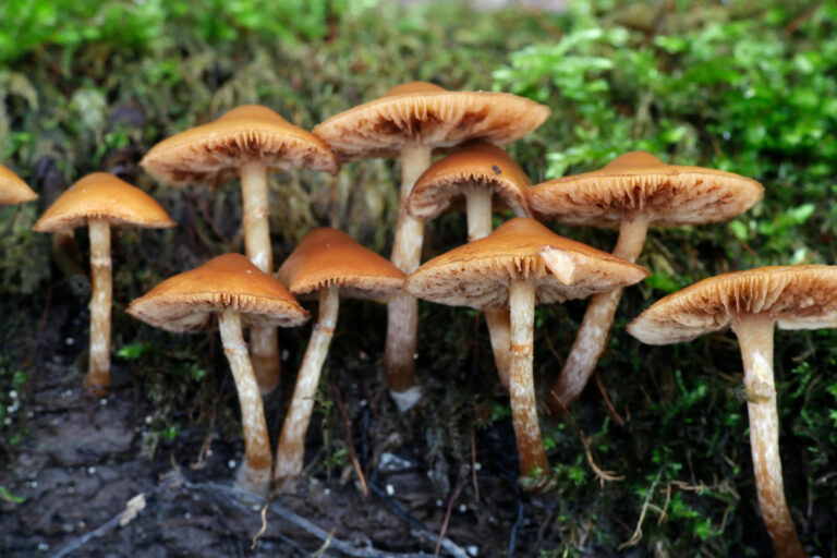 10 Most Poisonous Ohio Mushrooms (2023 Guide) - The Gardening Dad