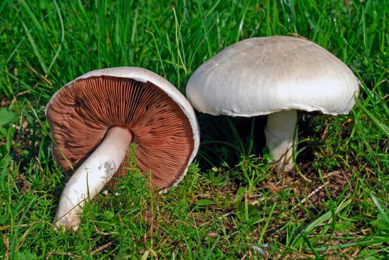 10 MOST Common White Mushrooms in Ohio (2023 Guide) The Gardening Dad