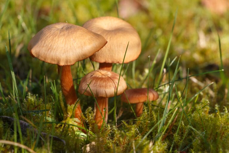 10 Most Poisonous Ohio Mushrooms (2023 Guide) The Gardening Dad