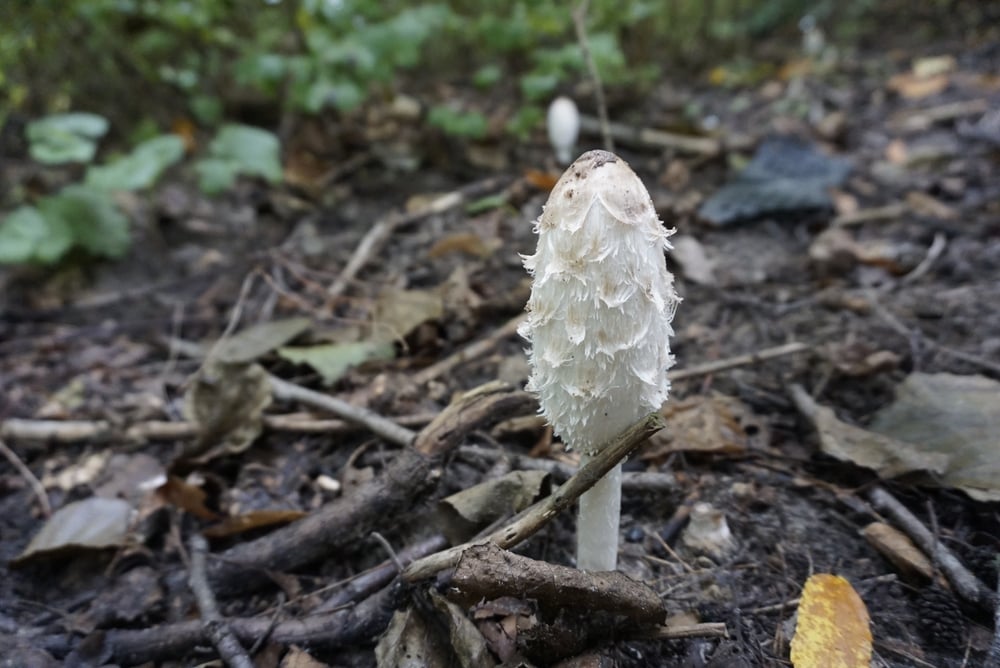 shaggy mane mushroom
