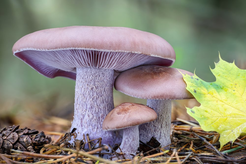 lepista nuda mushroom