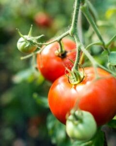 Ripe tomatoes hanging on vine.